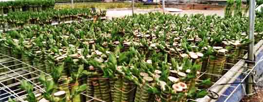 Lotus bamboo