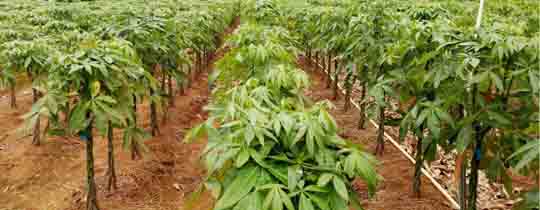 Money tree